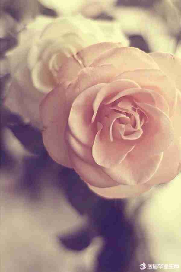 优美伤感的句子