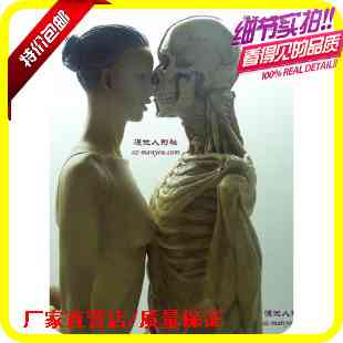 解剖静物绘画素描美术