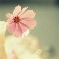 令人安心的带花小清新意境个性头像