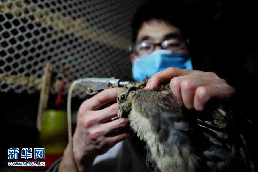 四川内江后大学生情侣回乡创业当鸡倌三