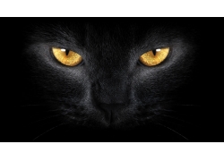 微信头像黑猫女生