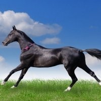 女生自拍微信头像