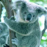 带tfboys微信头像女生