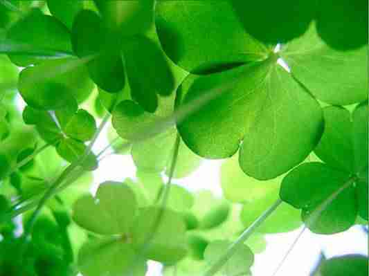 微信头像唯美*卡哇伊*萌宠