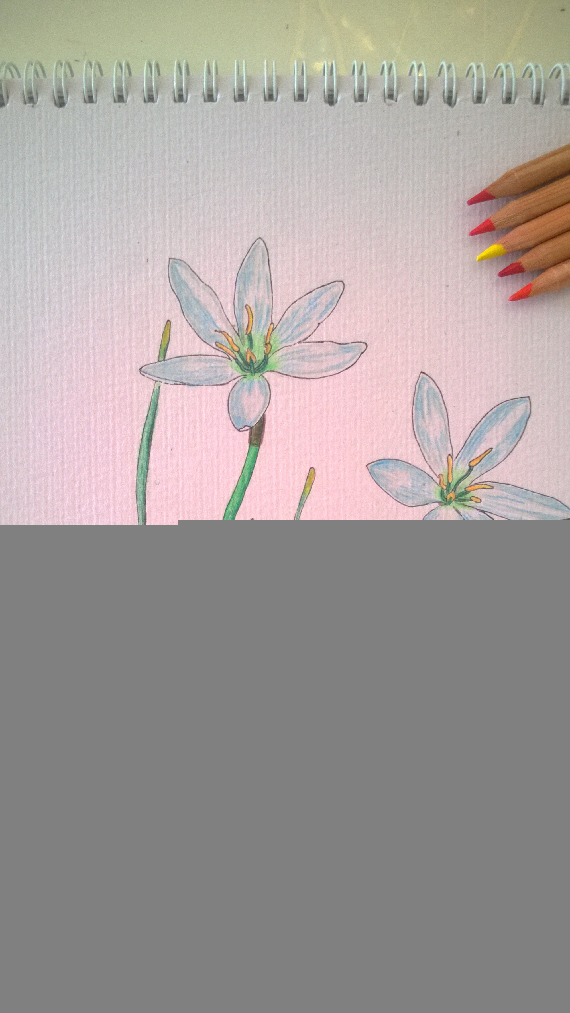 花开的声音女汉子的彩铅手绘入门手记