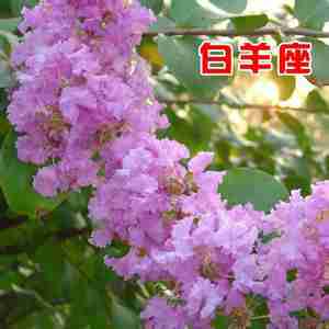 怡情种植十二星座魔法diy植物种植套装白羊座y