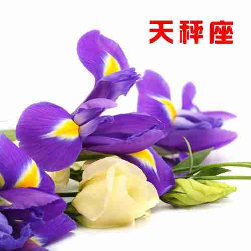 怡情种植十二星座魔法diy植物种植套装天秤座y