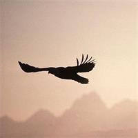 性感妩媚有灵气