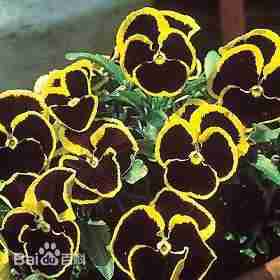 色堇可以说是兄弟姊妹 色堇可以说是兄弟姊妹