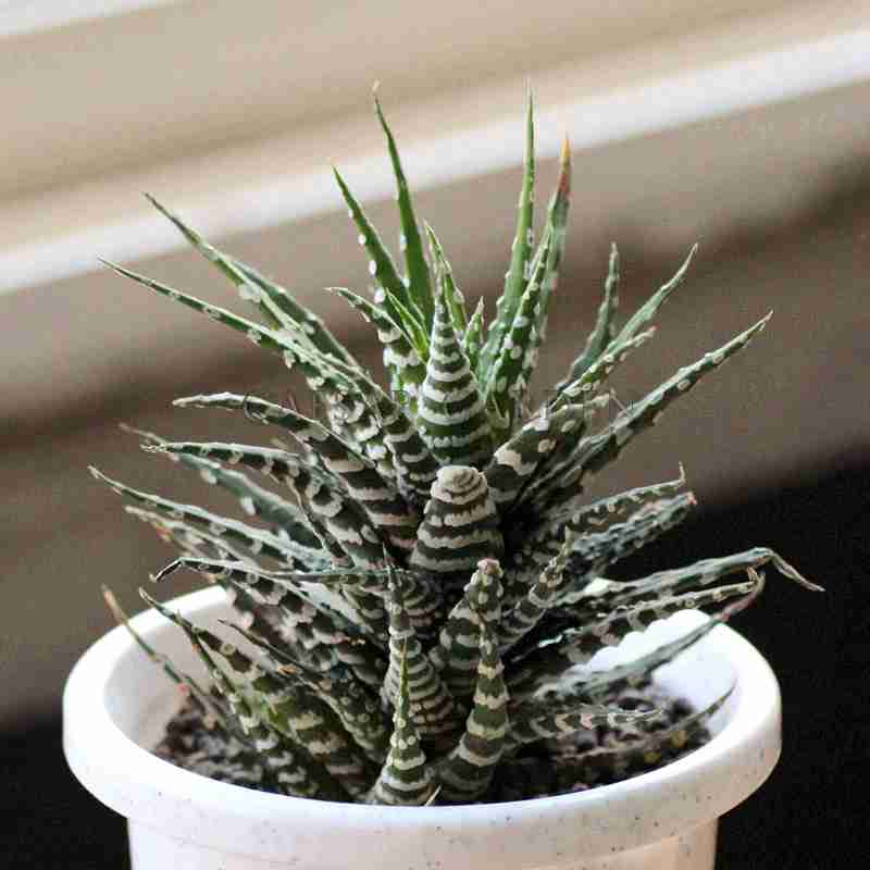 卷属特选大型天主星座