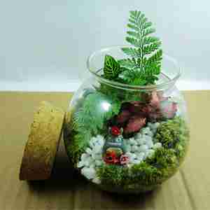 兄弟花木园林基地家具摆设花卉盆栽沙漠玫瑰