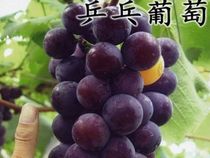 小性感|可爱于调皮相结合的智慧裙子