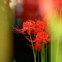 彼岸花动漫唯美图片