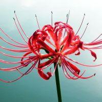 彼岸花动漫唯美图片