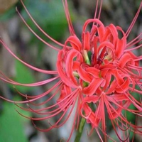 彼岸花动漫唯美图片