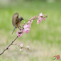 什么样花和景放到微信头像最好