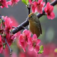 什么样花和景放到微信头像最好