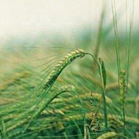 那些花花草草微信头像