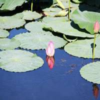 风景画荷花池图片大全