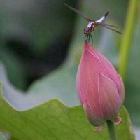 风景画荷花池图片大全