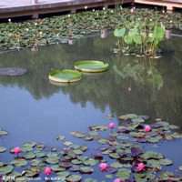 风景画荷花池图片大全