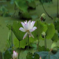 风景画荷花池图片大全