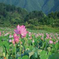 风景画荷花池图片大全