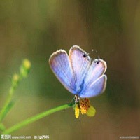 蝶恋花动态图片大全