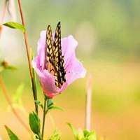 蝶恋花动态图片大全