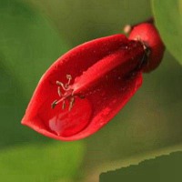 花草头像图片大全真实