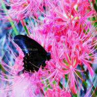 古风彼岸花唯美图片