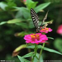 蝶恋花微信头像