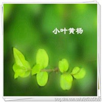 绿色白花微信头像图