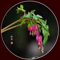 吉祥的牡丹花微信头像