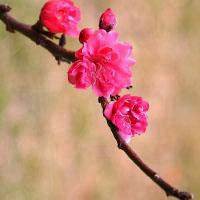 花草风景头像大全