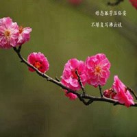 女生头像飘花