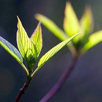 一朵小花清新图片头像