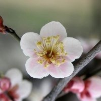 微信头像花朵梅花