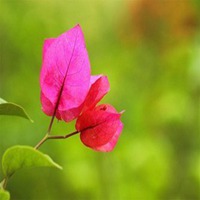 微信头像花花草草图片