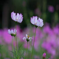 微信头像花花草草图片