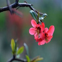 微信头像花花草草图片