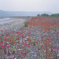 微信山水花草头像