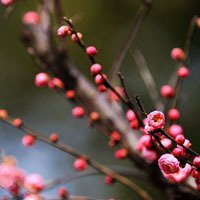 微信梅花封面图片