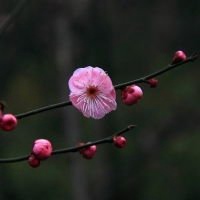 微信梅花封面图片