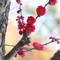 微信梅花封面图片