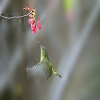 微信花草图片