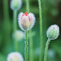 微信花草头像