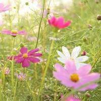 微信花草风景图片大全