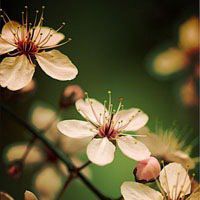 微信花草风景图片大全