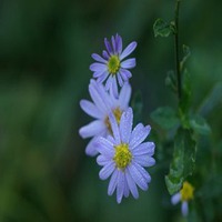 微信菊花图像